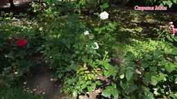 Изучаем мир растении? с ребенком