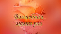 Волшебная магия роз
