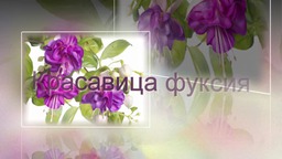 Красавица фуксия