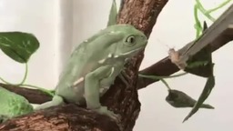 Когда ты на диете