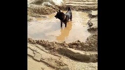 Мой пёс:)