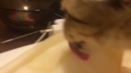 Кошка ест дыню