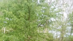 Май. Санаторий Молния. Алексин.