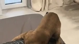 Подъём! Нас ждёт холодильник! 