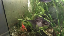 Новые рыбки