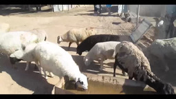 Бараны блеют