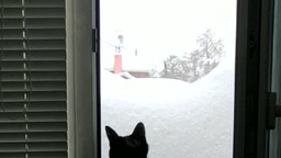 Котэ1