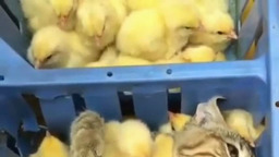 Юмор без границ