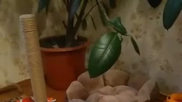 Дело было вечером