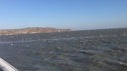 чайки над Керченским проливом