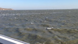 чайки над Керченским проливом днем