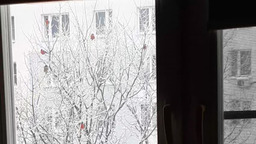 Снегири