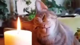 Кошачья медитация