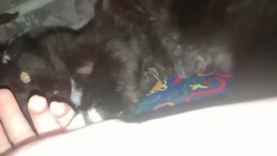 Кузьма, утренний кусь