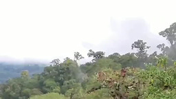 Огнегорлый колибри