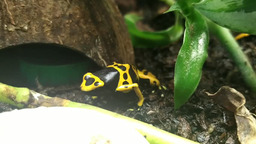 Dendrobates leucomelas