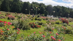 Розарий Главного Ботанического сада