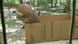 Ловля кота на коробку