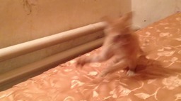 Маленький Котик балуется