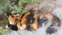 Котик на охоте за насекомым