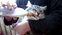 Барсик любит молоко